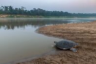 Expedition Amazonas – Eine riesige südamerikanische Flussschildkröte steigt nach der Eiablage in den Juruá-Fluss, einen Nebenfluss des Amazonas. (Bildnachweis: National Geographic/André Dib)