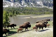 360° - Geo-Reportage – Der Yellowstone-Nationalpark im Nordwesten der USA ist Heimat der letzten wilden Bisons. Hier finden sie üppiges Weideland.