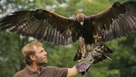Die Falknerei am Rennsteig – Falkner Elias und Steinadler Berry (Fotos für alle Folgen verwendbar.)