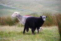 Zu Tisch ... – Zu Tisch in... Lake District Staffel 1 Folge 11 Die Schafe geniessen das Leben in der wilden natur Copyright: SRF/ZDF/ARTE