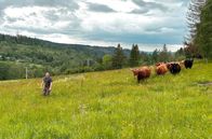 Unser Dorf hat Wochenende – Möhrenbachs einziger Landwirt züchtet Highland- und Galloway-Rinder.
