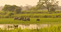 Brahmaputra - Der große Fluss vom Himalaja – Kaziranga Nationalpark in Assam, Indien.