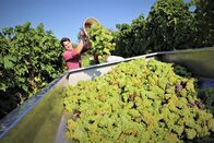 Heimatleuchten – Weinlese in Traunfeld, Weinviertel, Niederoesterreich.