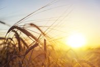 Wetter-Panorama und Programmvorschau – Beautiful nature sunset landscape. Ears of golden wheat close up. Rural scene under sunlight. Summer background of ripening ears of agriculture landscape.