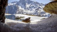 Die Alpen – Nach dem Winterschlaf sind die Grasfrösche "auf dem Sprung" zur Paarung.