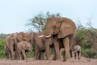 Afrikas kleine Riesen – Sa, 22.08., 15:30 Uhr