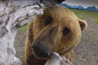 Unter Grizzlys – Jeden Sommer versammeln sich in Alaskas Wildnis hunderte von Grizzlybären. Das Filmteam hat monatelang mitten im Katmai National Park ihre Zelte aufgeschlagen. Es gelang ihnen beim großen Grizzlytreffen Einzelschicksale zu verfolgen und zu dokumentieren.