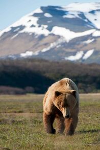 Unter Grizzlys – Jeden Sommer versammeln sich in Alaskas Wildnis hunderte von Grizzlybären. Das Filmteam hat monatelang mitten im Katmai National Park ihre Zelte aufgeschlagen. Es gelang ihnen beim großen Grizzlytreffen Einzelschicksale zu verfolgen und zu dokumentieren