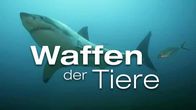 Waffen der Tiere – Mo, 10.11., 13:05 Uhr