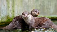 Panda, Gorilla & Co. – Eiskalte Naschereien gibt es heute bei den Zwergottern im Berliner Zoo: handgemachte Maus-Fisch-Eisbomben von Reviertierpfleger Norbert Zahmel. Dies ist nicht nur eine herrliche Erfrischung, sondern entpuppt sich auch als ideale Beschäftigung für die Tiere. Na dann, guten Appetit!
