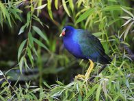Animal Fight Club – On the water, the Moorhen glides gracefully, but beneath the surface they're hiding a unique weapon. Most water-birds have webbed feet for swimming. The Moorhen has individual 3-inch toes with sharp claws, which are designed for fighting.