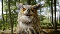 Unsere Wälder – Ein Uhu.