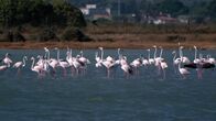 Inseln Italiens – In den Salzwiesen auf Santë Antioco und San Pietro hat der Rosa Flamingo optimale Lebensbedingungen gefunden.