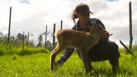 Alaskas Wildtier-Retter – Lead Animal Keeper Brittany Dowdell feeds Luna, a baby caribou, at the Alaska Wildlife Conservation Center. (National Geographic)
