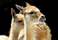 Planet Wissen – lama