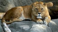 Leopard, Seebär & Co. – Fr, 14.11., 11:00 Uhr