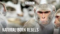 Tierische Rebellen – Mo, 25.11., 15:45 Uhr