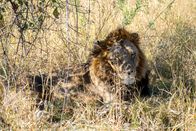 Giganten – Ein Löwe in der Natur