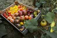 Hinter den Hecken – Hinter den Hecken Sortenvielfalt-Garten Staffel 7 Folge 3 Dass Tomaten nicht rund und Geranien nicht rot sein müssen, zeigt der Garten von Gabriel Hess in Oeschenbach BE. 2024 Copyright: SRF