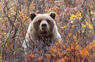 Alaska - Im Land der Bären – Ein Grizzly sammelt die letzten Beeren des alaskischen Sommers ein.