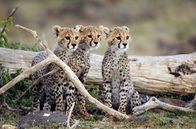 Serengeti – Drei Gepardengeschwister vor einem liegenden Baumstamm