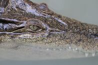 Australien – Salzwasserkrokodile können viele Monate ohne Futter auskommen – doch wehe dem, den sie einmal erwischen...