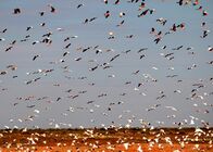 Australien – Allein in der Wüste? Von wegen – Galahs kommen im Süden Australiens manchmal in riesigen Schwärmen vor.