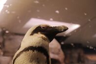 Das Atlanta-Aquarium – Nahaufnahme des Brillenpinguins