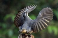 Australien – Der junge Victoria Paradiesvogel übt den Balztanz, es dauert fünf Jahre, bis das Männchen ihn gelernt hat. Außerdem trägt der „Halbstarke“ noch nicht das glänzend schwarze Gefieder der alten Männchen.