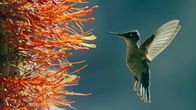 Unser grüner Planet – Kolibris können in Wüsten leben, wenn sie dort ausreichend Blüten finden.
