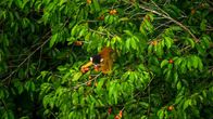 Wildes Peru – Tambopata, Madre De dios, Peru - Ein Totenkopfäffchen frisst Beeren.
