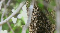 Die Bienenflüsterer – In diesem Nest leben über 20 000 Apis dorsata, eine große und aggressive Bienenart.