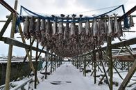 Zu Tisch ... – Zwischen Januar und April dreht sich auf den Lofoten alles um den Skrei, den norwegischen Winterkabeljau. Am Hjell, einem Holzgestell, trocknet er zu Stockfisch.
