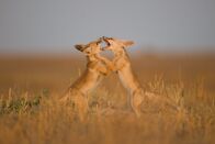 Wildes Indien – Gir-Nationalpark, Gujarat, Indien: Zwei Wüstenfüchse ringen im schwindenden Sonnenlicht im Gir-Nationalpark mit einander.