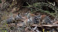 Mini-Monster - Australiens flauschige Räuber – Mini-Monster - Australiens flauschige Räuber (2019)