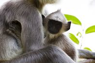 Wilde Inseln – Hanuman-Languren sind Pflanzenfresser, sie leben meist in Haremsgruppen zusammen.