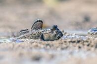 Wilde Trauminseln – Kleine Streithähne: Schlammspringer-Männchen stellen ihre Rückenflossen auf, um größer zu wirken. So imponieren sie ihren Rivalen.