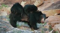 Geborene Jäger – A sloth bear mother carrying her two cubs around a rocky landscape.(Terra Incognita)
