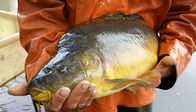 Frühmorgens – Die Karpfen leben rund drei Jahre in Karsten Tusches Teichen. Dann werden sie lebendig an Anglerbetriebe weiterverkauft oder aber im eigenen Fischladen der Tusches. Der geräucherte Karpfen ist der Renner in Rietschen.