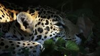 Der Jaguar - Herrscher des Dschungels – A female Jaguar in the shadows. The efforts of Boone Smith and company bring light to the lives of Jaguars never before recorded.