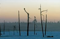 Skandinavien – Im Winter sind die Tage in Skandinavien kurz und die Nächte lang: Krähen im Dämmerlicht auf Bäumen in Lappland.