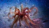 Der Blaue Planet – Ein Feder Star tanzt im tiefen Wasser der Antarktis. Diese wirbellosen Tiere heften sich an den Meeresboden oder an andere benthische Wirbellose, wie einen Schwamm. Mit ihren langen Armen filtern sie Partikel aus der Wassersäule. Sie können aber auch vom Meeresboden abheben und mit der Anmut einer Ballerina zu einem neuen Ankerplatz schwimmen.