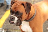 Geheimakte Wildnis – Auckland, New Zealand - Rocky was the first dog to fall ill from eating the toxic sea slugs.