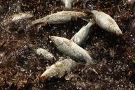 Geheimakte Wildnis – Darwin, Northern Territory - Reconstruction of the fish raining down.