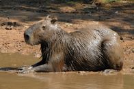 Wilde Inseln – Das Wasserschwein gönnt sich ein bisschen Sonne – lauert Gefahr, taucht es einfach ab.