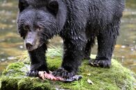 Der Wächter der Geisterbären – Auch Schwarzbären können das „Geistergen“ in sich tragen.