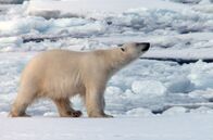 Die Sprache der Tiere – Der Geruchssinn der Eisbären ist einer der besten im Tierreich. Robben, ihre bevorzugte Beute, können sie sogar aufspüren, wenn diese noch bis zu einem Kilometer entfernt sind.