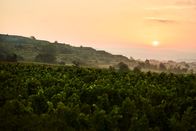 Winzerlegenden – Landschaftsbild vom Weingut Bründlmayer