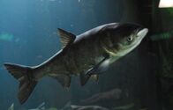 Zeb Hogans Monsterfische – An Asian carp swims in the tanks of Chicago's Shedd Aquarium. Biologist Jeff Hogan studies the impact of this invasive species on the local environment, including its potential danger to other species such as the lake sturgeon and the paddlefish.