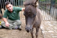 Zoobabies – Zoo Berlin Tierpfleger Mario Barabasz mit dem Shetland-Fohlen Renate.